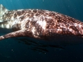 whale shark ps4